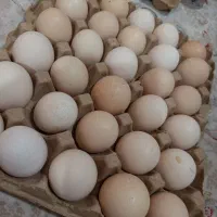 تخم‌مرغ محلی تازه