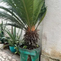 سیکاس|گل و گیاه طبیعی|رشت, استادسرا|دیوار