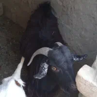 گوسفند نر