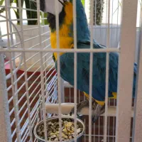 فروش ارا سخنگو فول اهلی خانگی