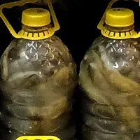 خیارشور خانگی