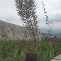 تعداد بالا گل رز مالی روستای زینب اباد جهت فروش