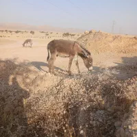 یک عدد بچه خر گله ی