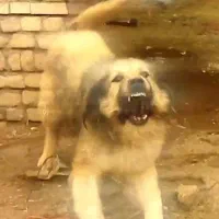 سگ.|سگ|شیراز, کاراندیش|دیوار