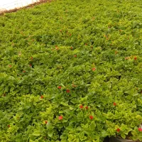 گل ناز|گل و گیاه طبیعی|محلات, |دیوار