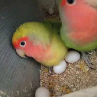 طوطی برزیلی