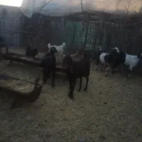 گوسفند