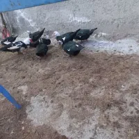 اردک روسی شوروی اصل