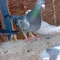 مجسمه