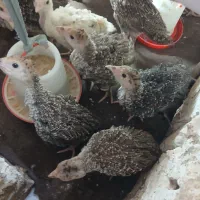 بوقلون