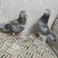 کفتر جفت گاه ،صید