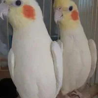 جفت عروس ۷تخمه