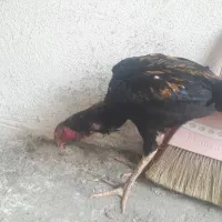 جوجه خروس لاری اصل تاج میل