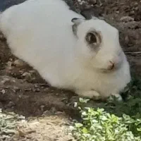 خرگوش