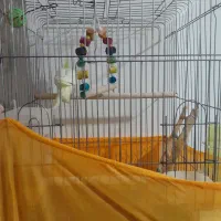 عروس هلندی نر