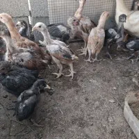 جوجه مرغ لاری
