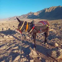 تعداد 30 راس الاغ کوچک بزرگ زیر قیمت