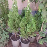 درخت