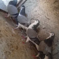 کفتر مادن بدرنگ . زرد . مفلق بدرنگ خرقه
