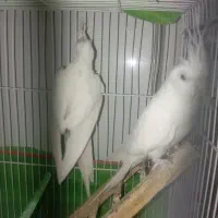 عروس هلندی آلبینو