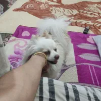 سگ نر|سگ|زابل, |دیوار