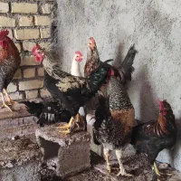 خروس|حیوانات مزرعه|کازرون, |دیوار