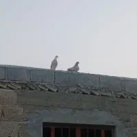 کبوتر
