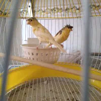 جفت قناری کاکلی