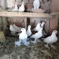 کبوتر چشم قرمز