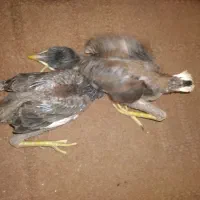 جوجه مینا