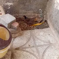 جوجه محلی سالم دانه ۱۶۰۰۰۰ تومان