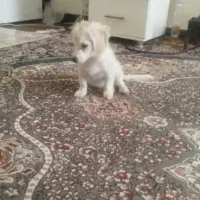 واگذاری رایگان سگ کوچول
