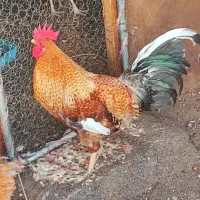 خروس تمیز محلی اصلی