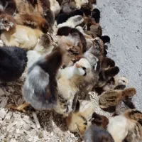 فروش فوری جوجه کاکلی و گلپایگان