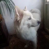 سگ پامر