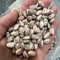 لوبیا چیتی بذری درشت و پاک کرده