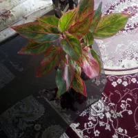 گل طبیعی