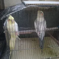 دوعدد عروس سخنگو هردو نر