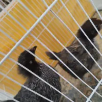 جوجه