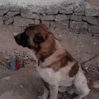 سگ گوسفندی