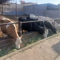 گاوابستن سنگین