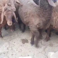 بره ماده هترو