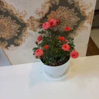 گل و گلدون رز مینیاتوری صورتی مناسب کادو دادن