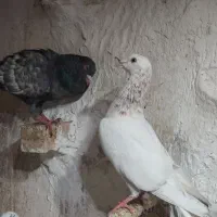 سینه مشهدی کاکلی