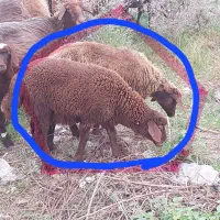 گوسفند مادر بچه