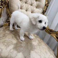 سگ روباهی