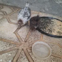 جوجه کردی