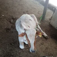 گاو نر