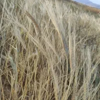جو بش درجه یک و کاه