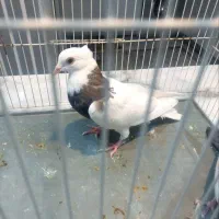 دوتاجوجه کبوتر